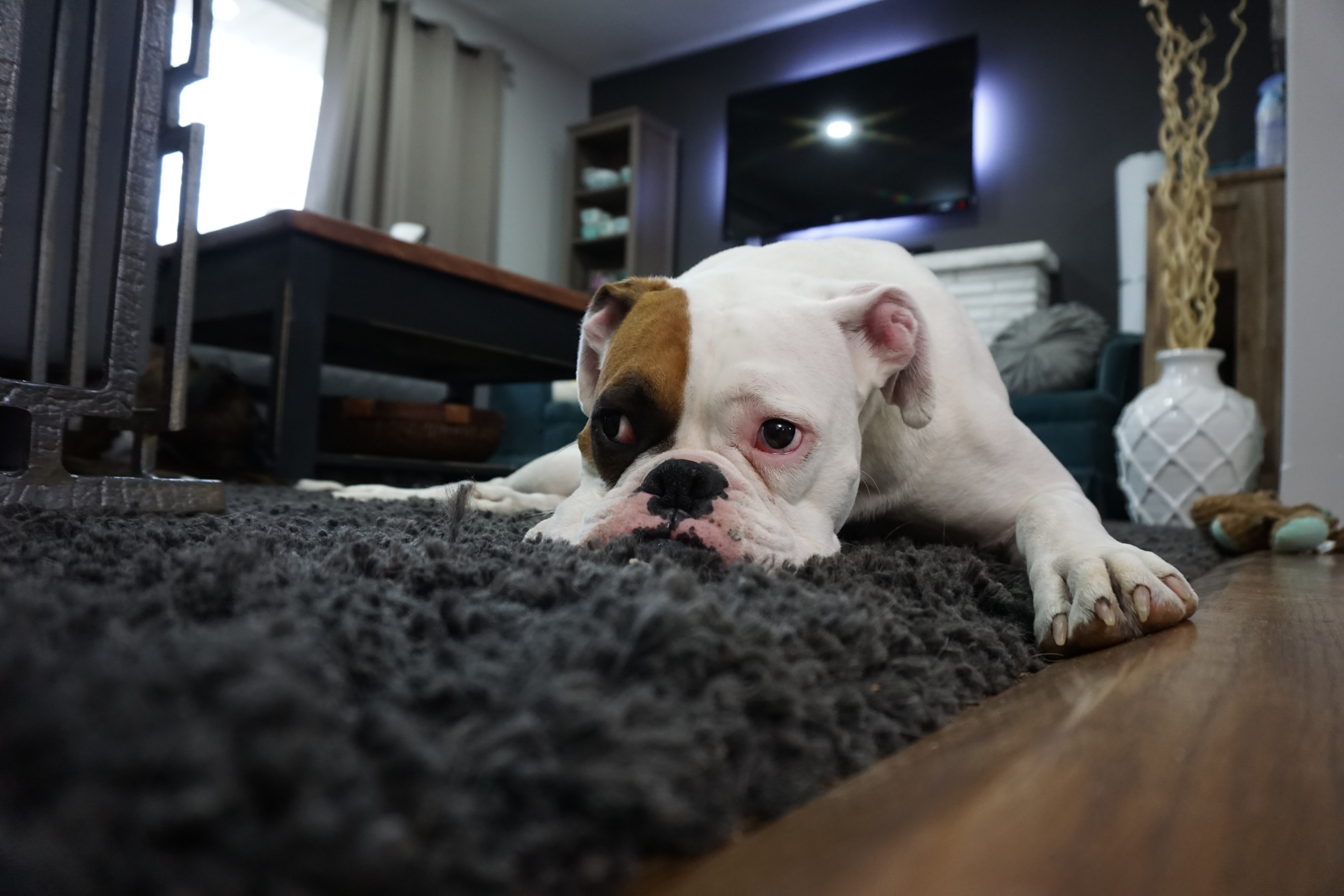 Cachorro no tapete do apartamento