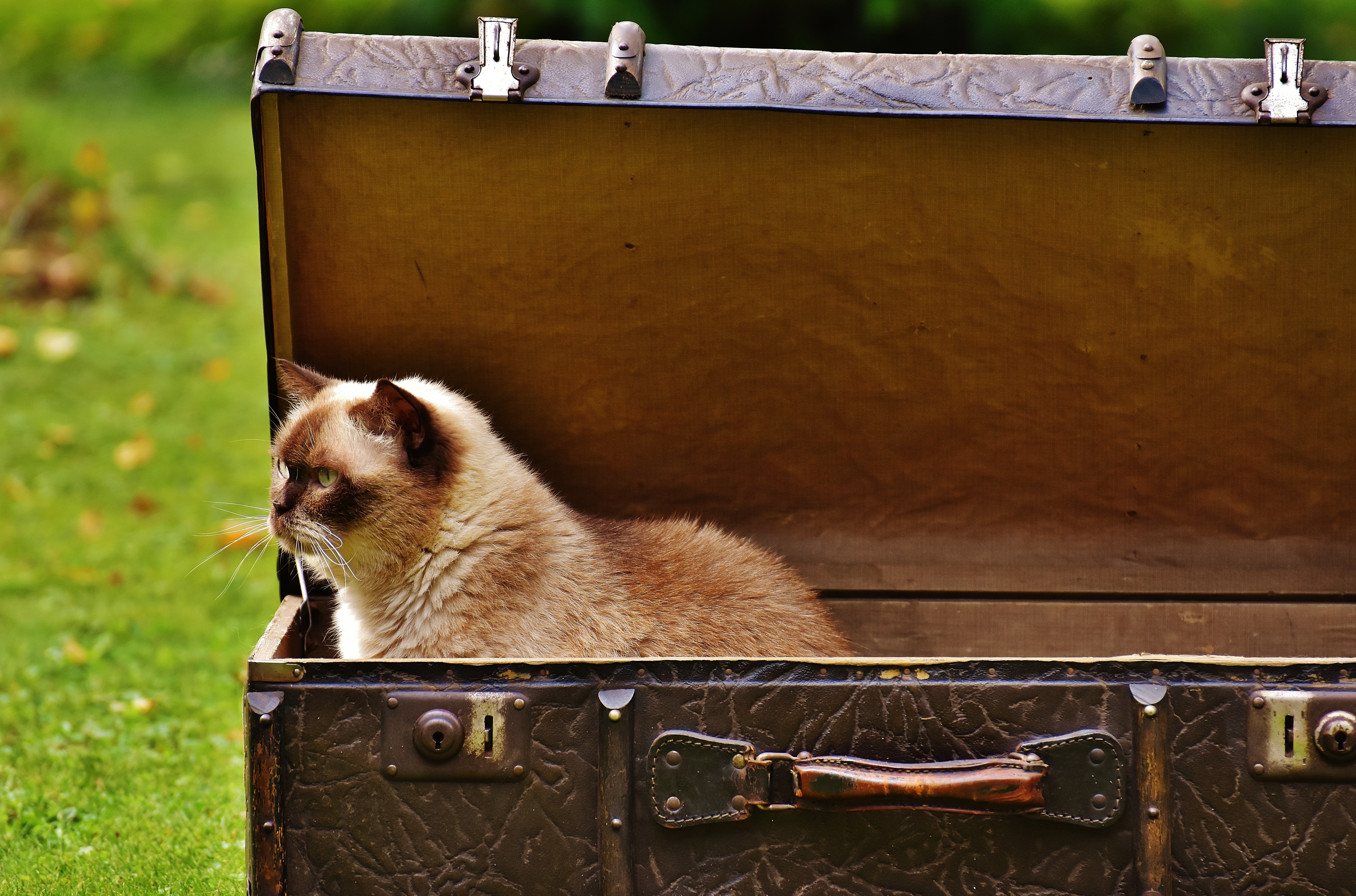 Gato em mala antiga de viagem