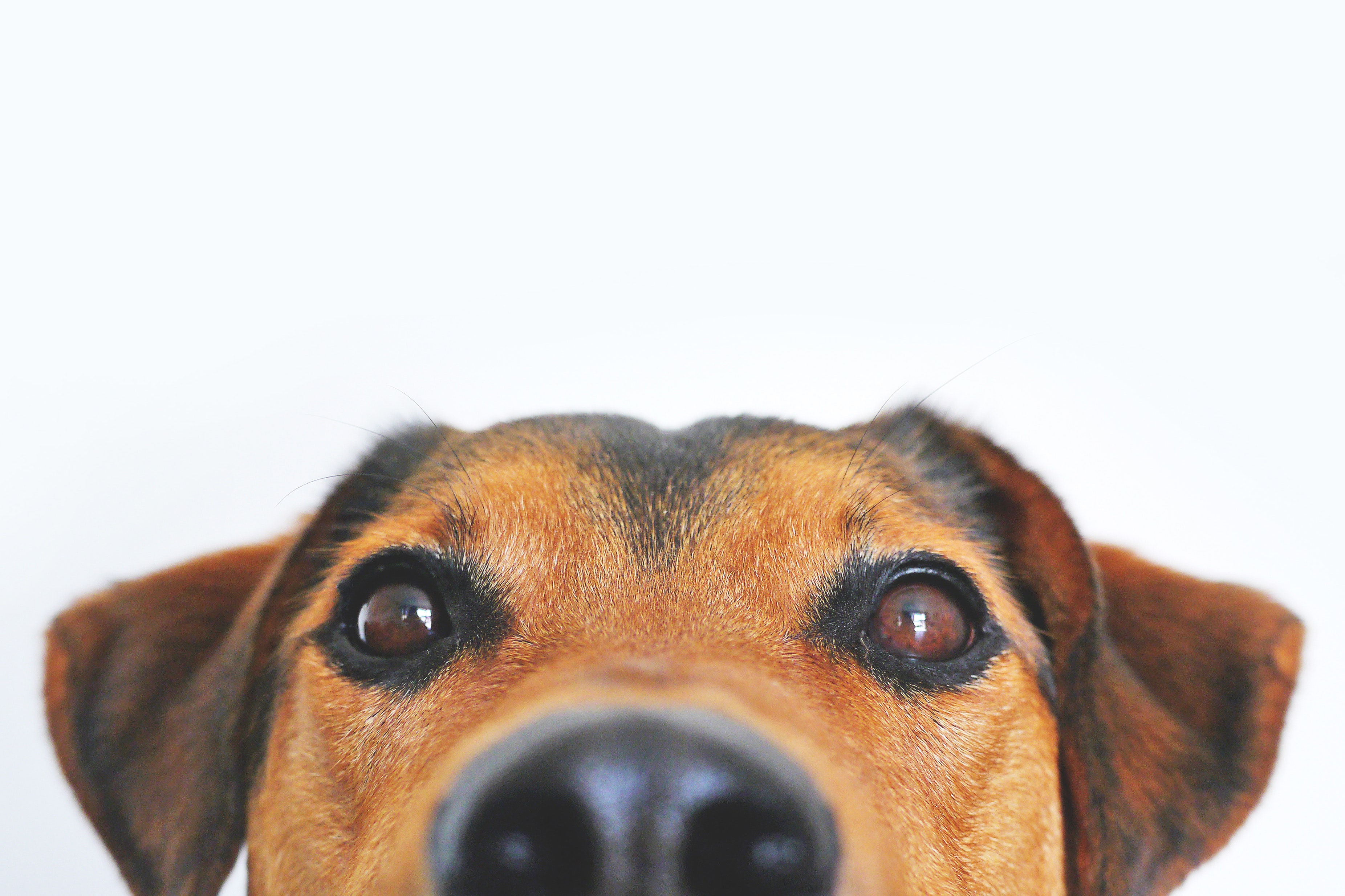 Cão com zoom no focinho fundo branco