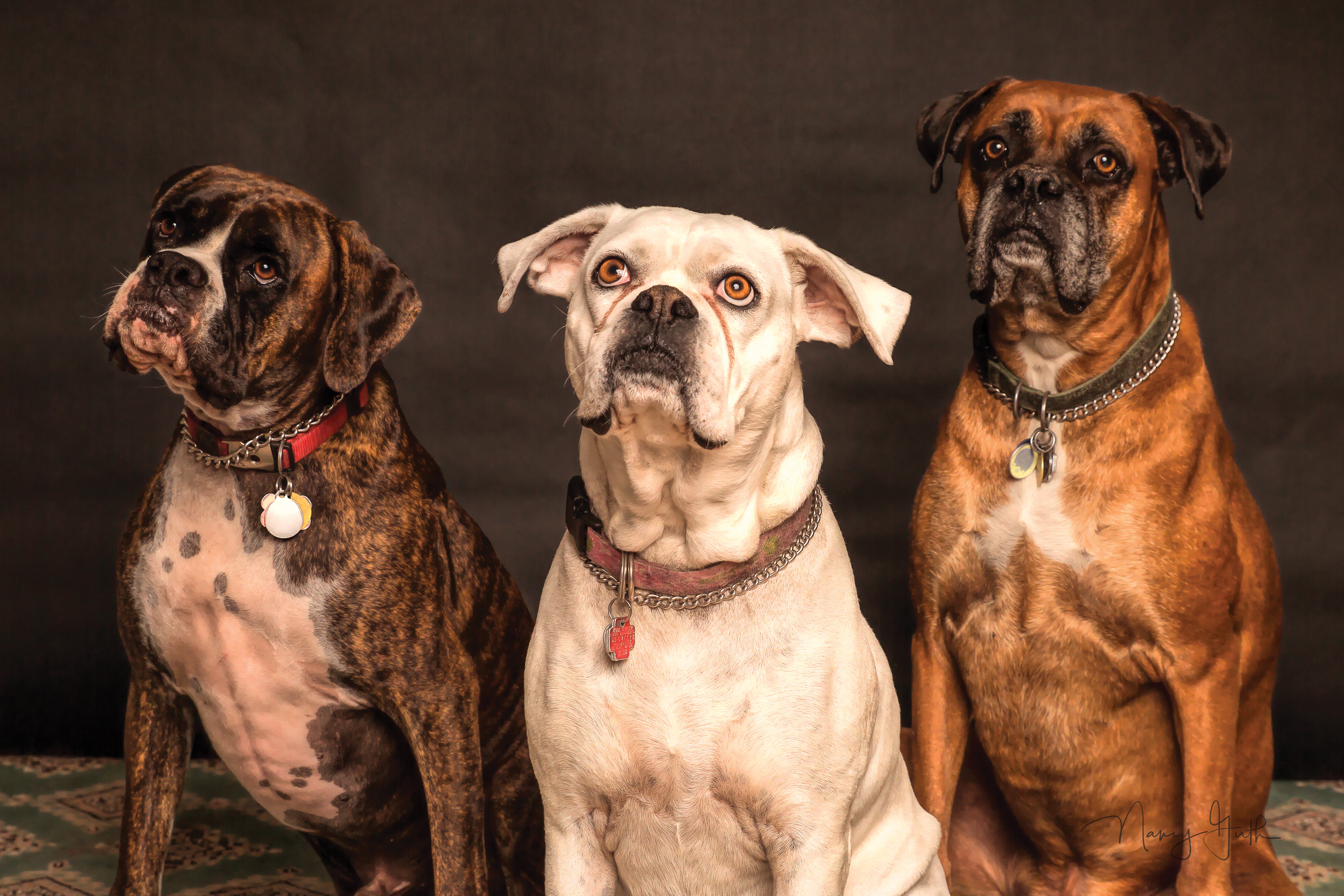 três cachorros grande porte sobre fundo preto