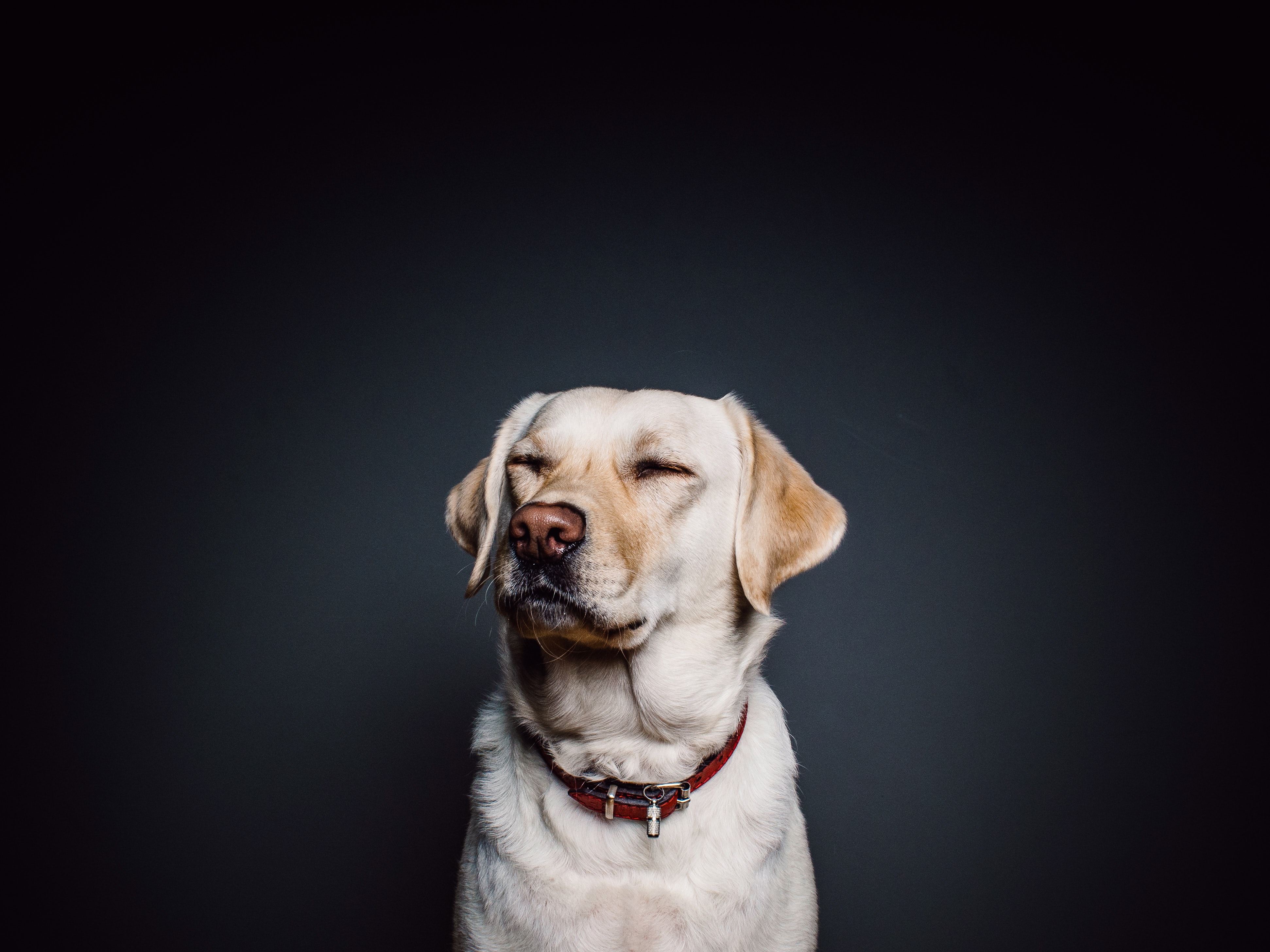 Cão Labrador caramelo e fundo preto