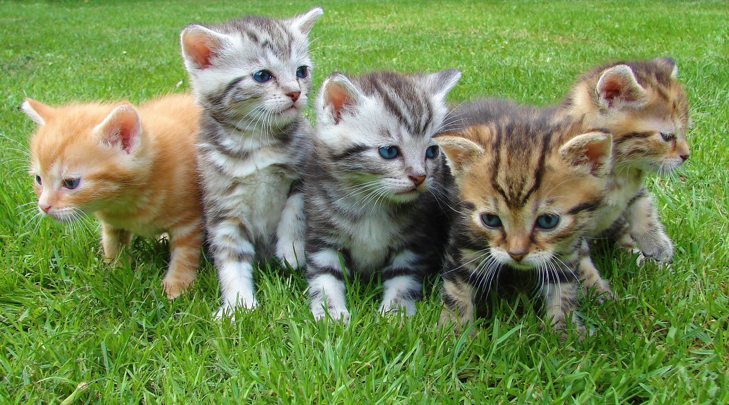 Filhotes de gato na grama
