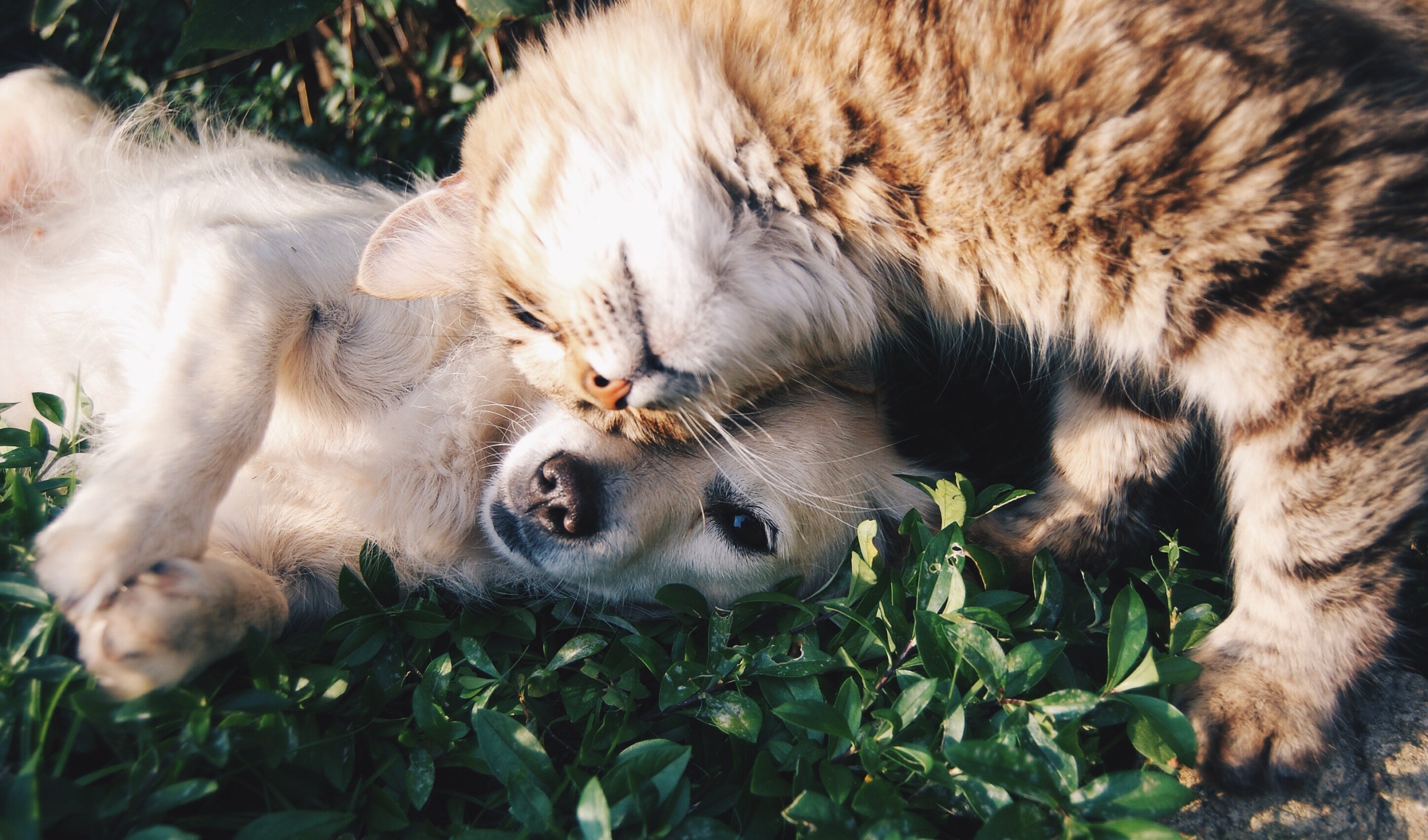 Cão e gato fazendo carinho na grama
